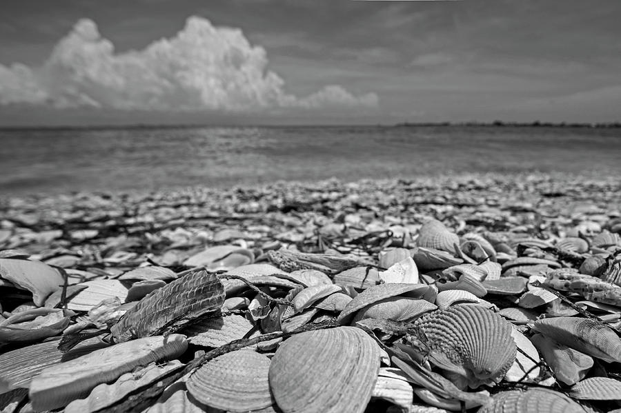 Sanibel Island Sea Shell Fort Myers Florida Clouds Black and White Photograph by Toby McGuire