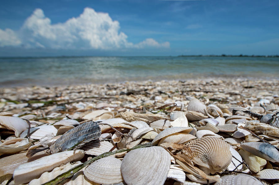 Sanibel Island Sea Shell Fort Myers Florida Clouds Photograph by Toby McGuire