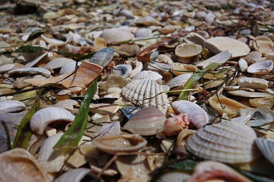 Sanibel Island Sea Shell Fort Myers Florida Shells Photograph by Toby McGuire