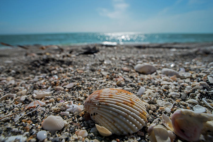 Sanibel Island Sea Shell Fort Myers Florida Photograph by Toby McGuire