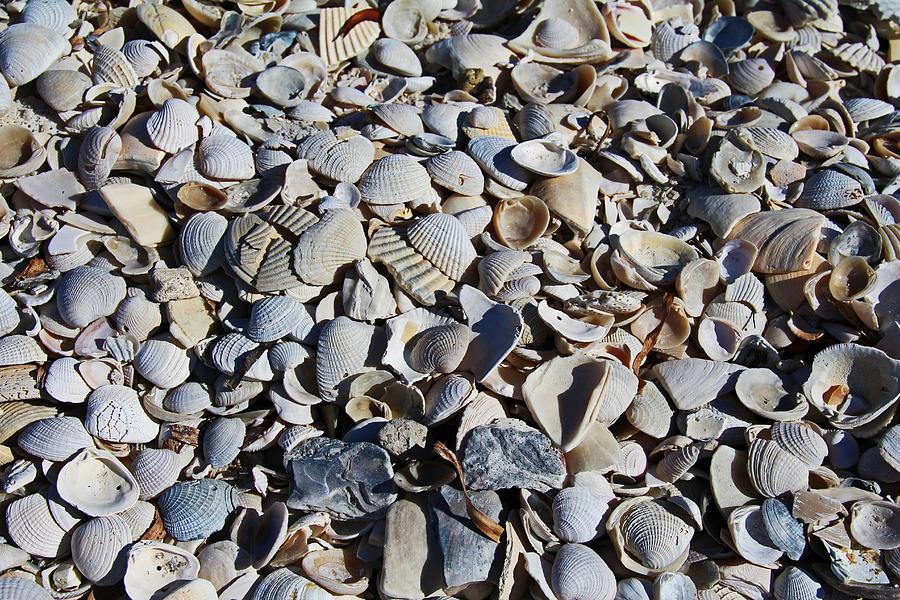 Sanibel Island Seashells I Photograph by Michiale Schneider