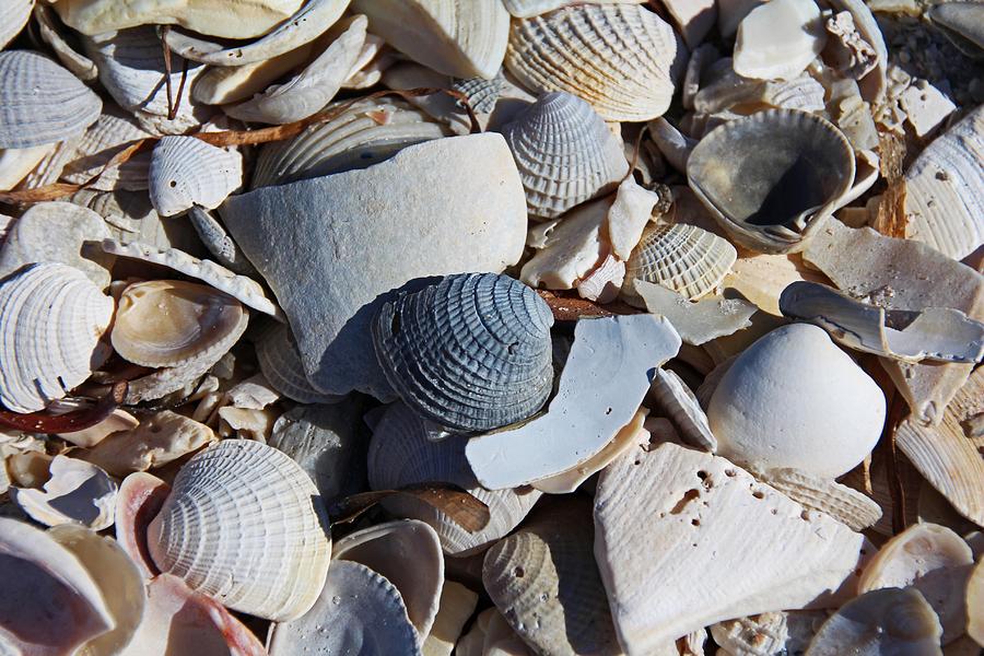 Sanibel Island Seashells II Photograph by Michiale Schneider
