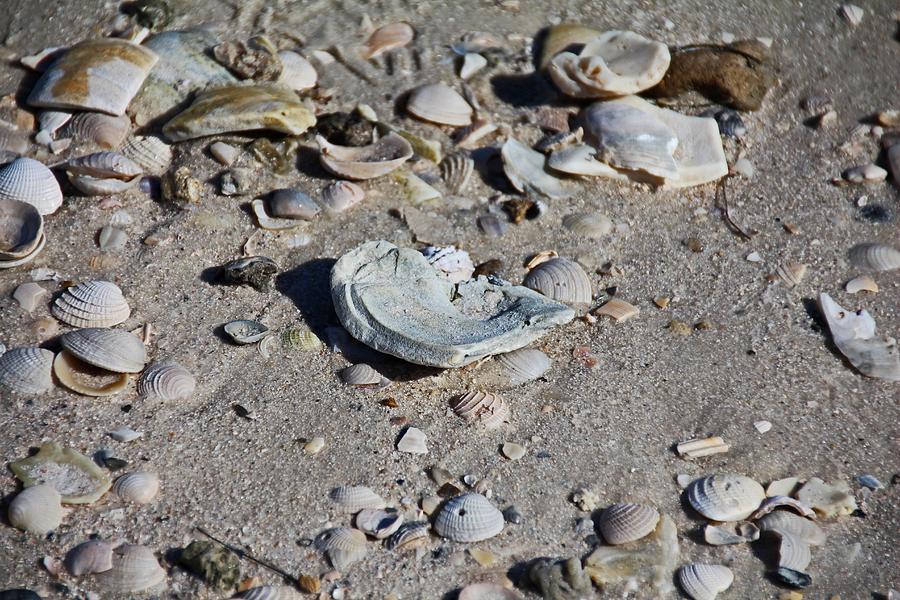 Sanibel Island Seashells III Photograph by Michiale Schneider