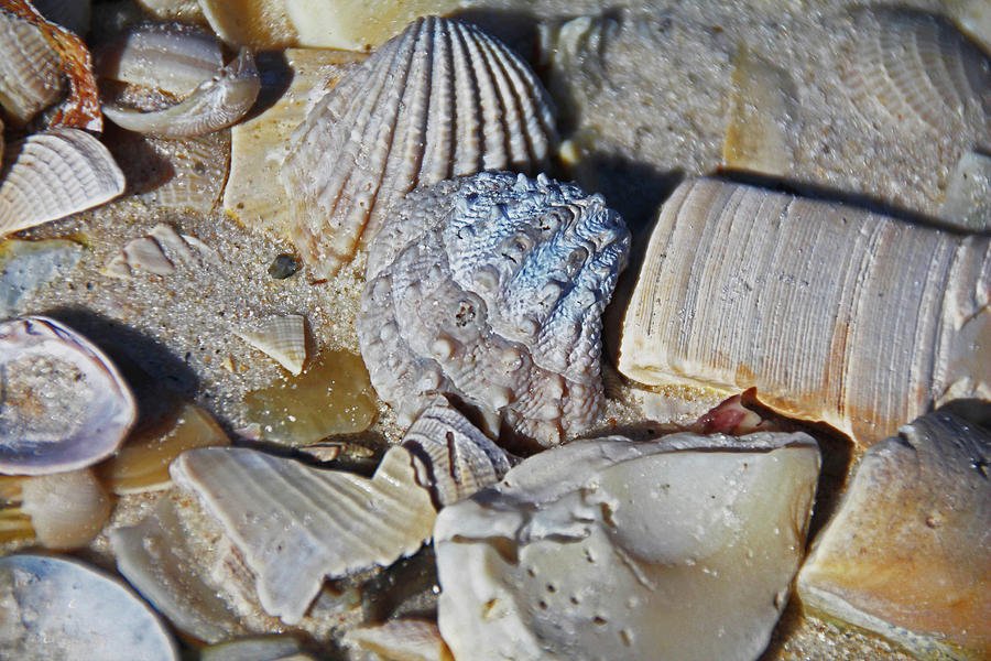 Sanibel Island Seashells IV Photograph by Michiale Schneider
