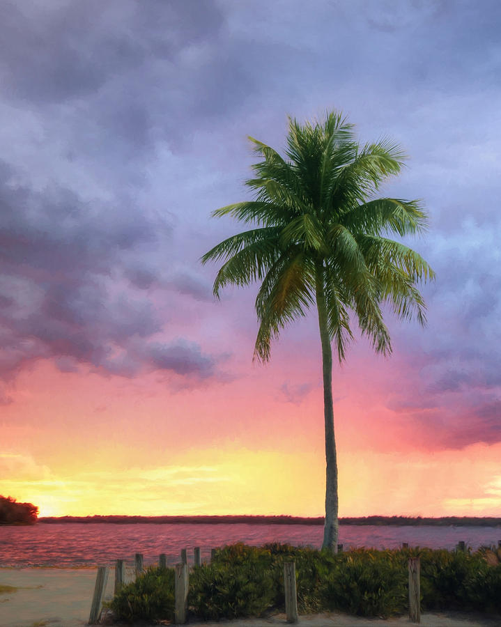 Sanibel Palm Tree Photograph by Lori Deiter