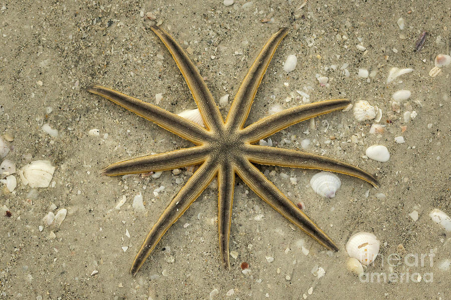 Sanibel Starfish Photograph by Craig Shaknis