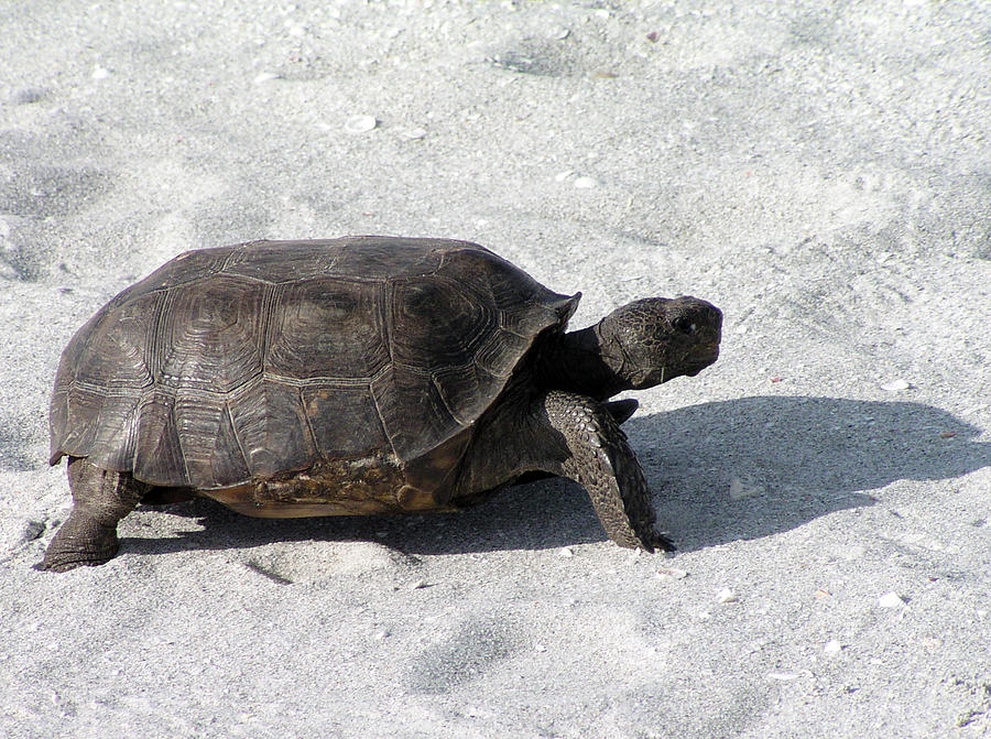 Sanibel Florida Tortoise Walking Photograph by Gay Pautz