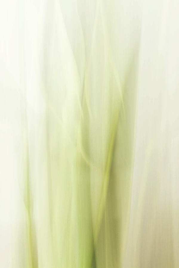 Sansevieria in Abstract Photograph by Cheryl Day