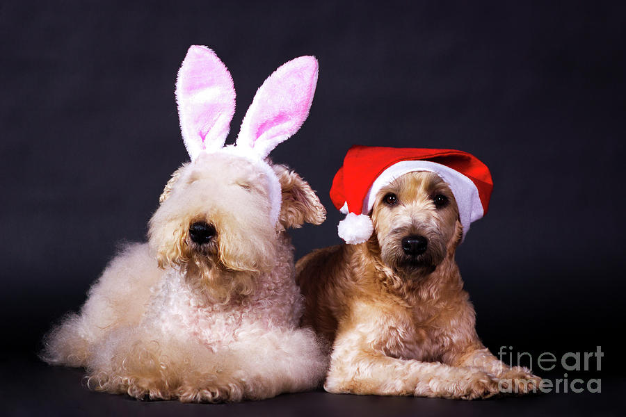 Santa And Bunny Photograph