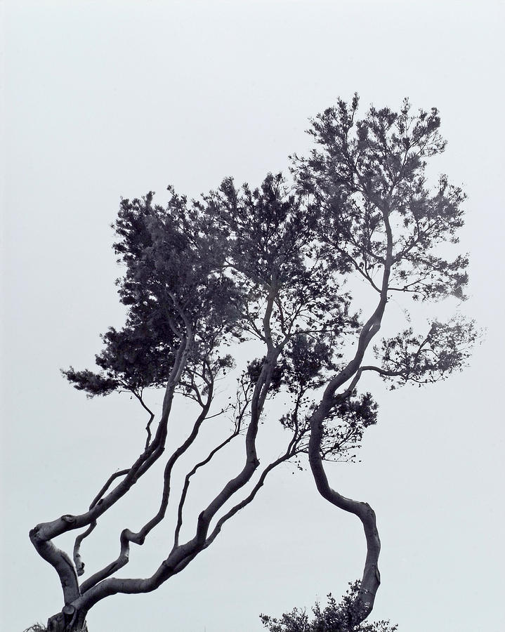 Santa Barbara Costal Trees Photograph by John Gilroy