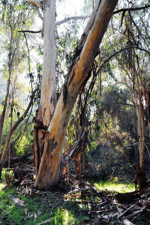 Santa Barbara Eucalyptus Forest Photograph by Kyle Hanson