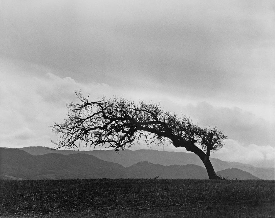 Santa Barbara Pasture Oak Photograph by John Gilroy