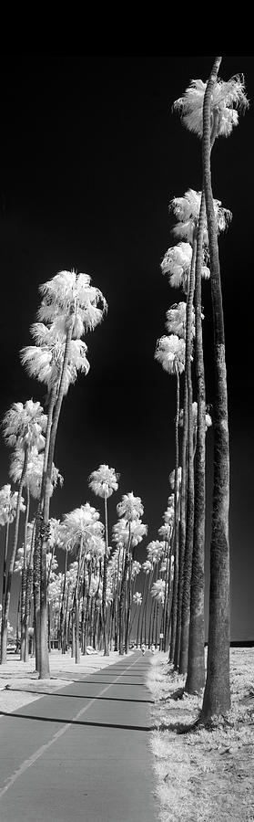 Santa Barbara snow Palms.  Photograph by Sean Davey