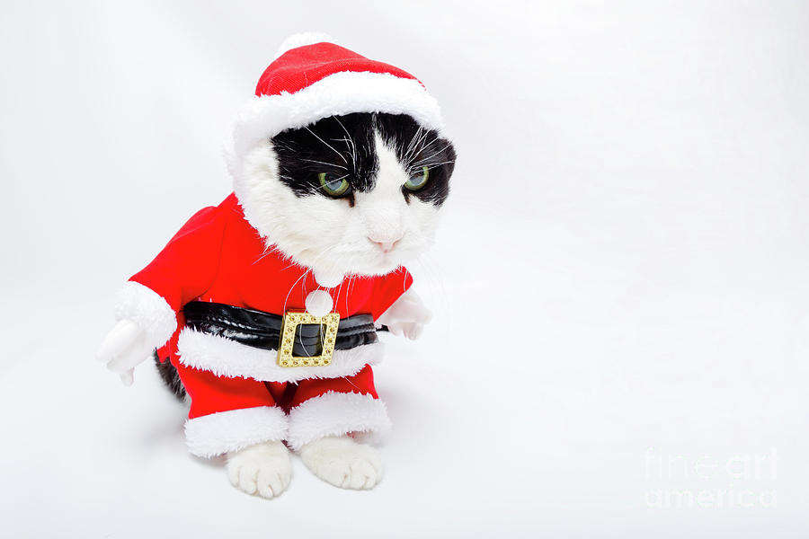 Santa Claus dress Cat Pyrography by Benny Marty