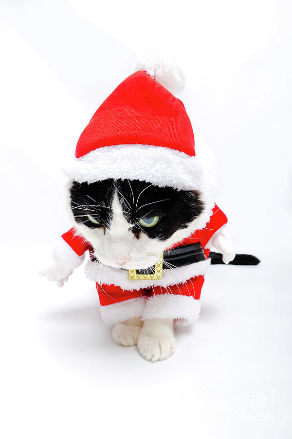 Santa Claus hat Cat Photograph by Benny Marty