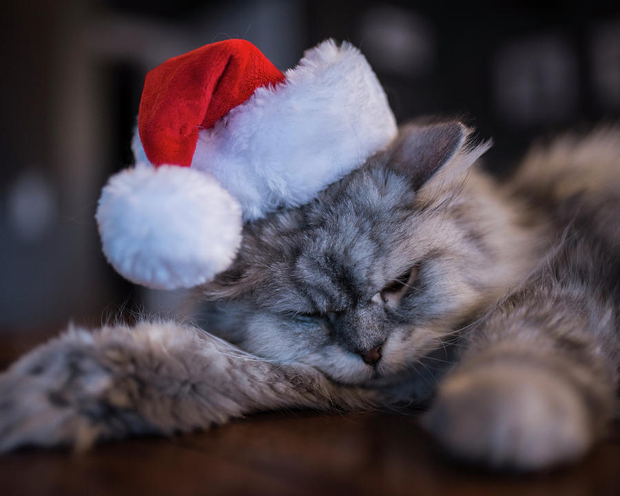 Santa Claws Photograph by Toby McGuire
