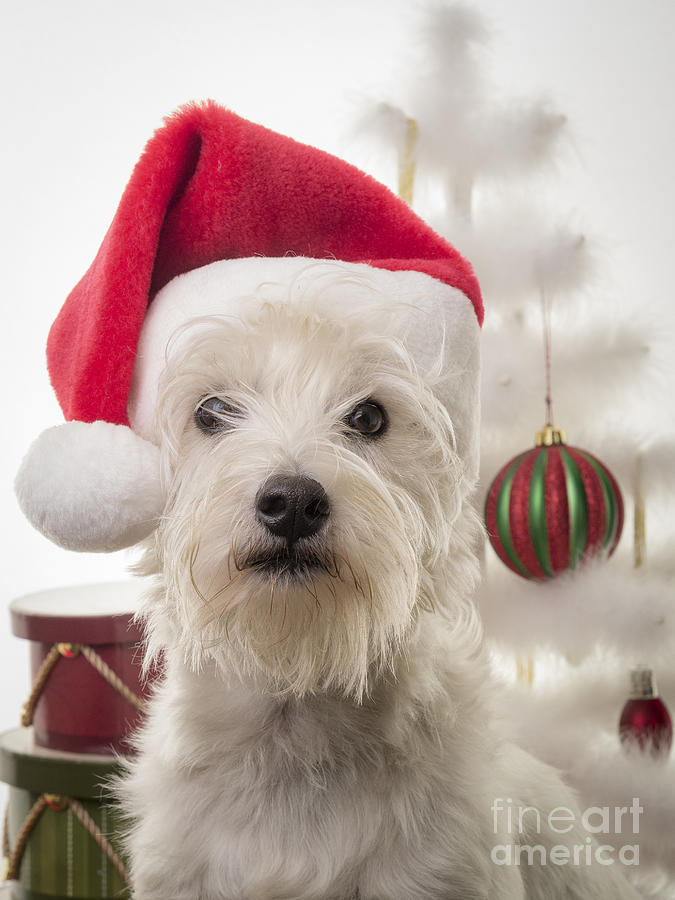 Christmas Photograph - Santa Dog is coming to town by Edward Fielding