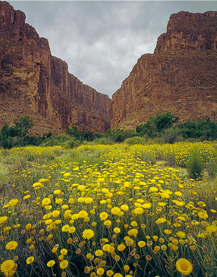 317804-Santa Elena Canyon in Bloom  Photograph by Ed  Cooper Photography