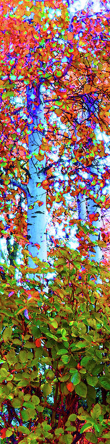 Santa Fe Aspen Forest Tryptic 1				 Digital Art by Ann Johndro-Collins