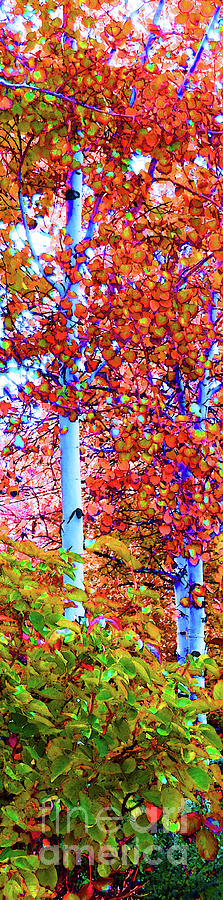 Santa Fe Aspen Forest Tryptic 2 Digital Art by Ann Johndro-Collins