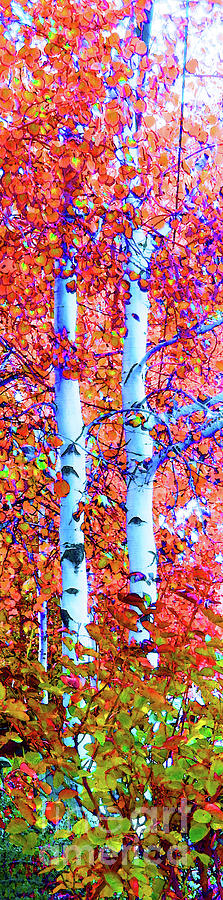 		Santa Fe Aspen Forest Tryptic 3			 Digital Art by Ann Johndro-Collins