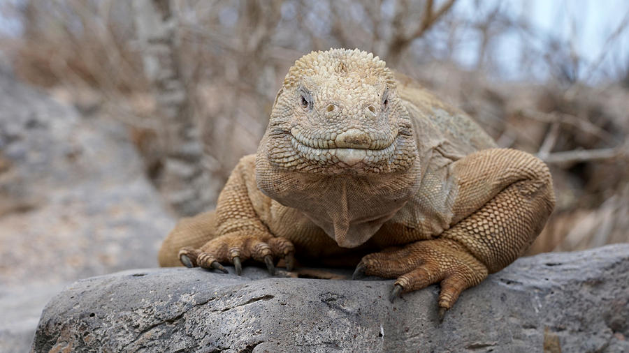 Santa Fe land iguana Photograph by Diego Paredes