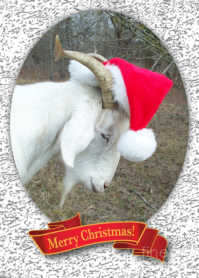 Santa Goat Photograph by Cheryl McClure