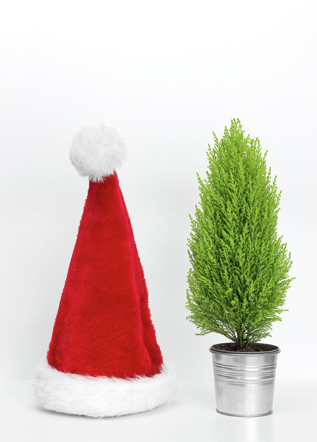 Christmas Photograph - Santa hat and little Christmas tree by GoodMood Art