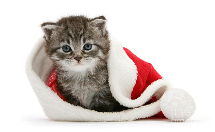 Santa hat snuggle Maine Coon kitten Photograph by Warren Photographic