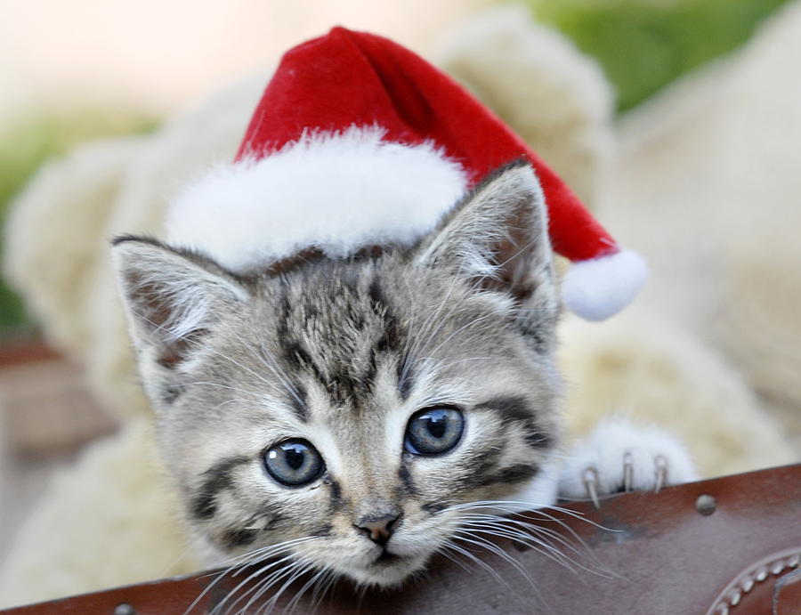 Santa kitten sale