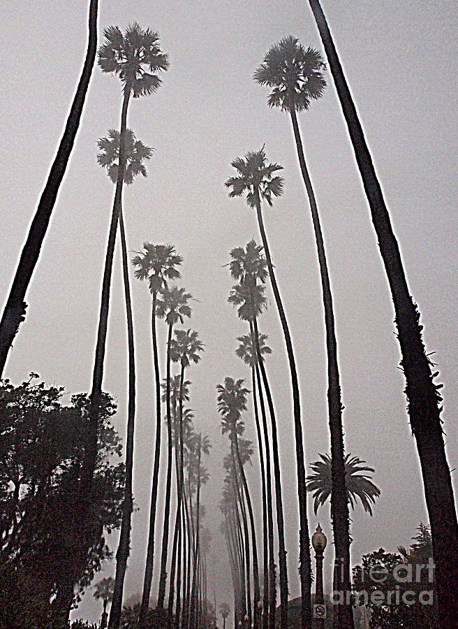 Santa Monica  Photograph by Nancy Kane Chapman