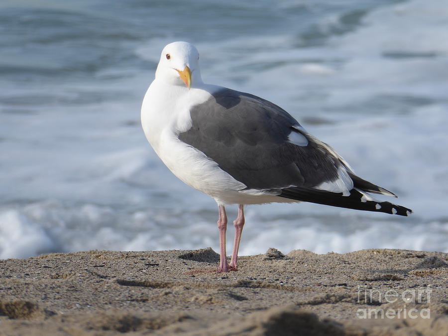 Santa Monica seagull Photograph by Margaret Brooks