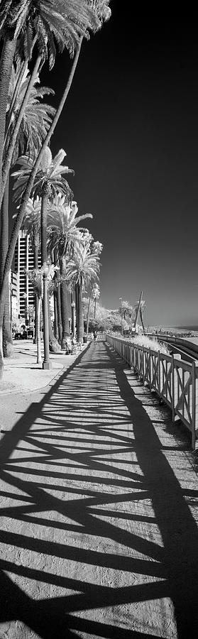 Tree Photograph - Santa Monica Shadows and Palms by Sean Davey