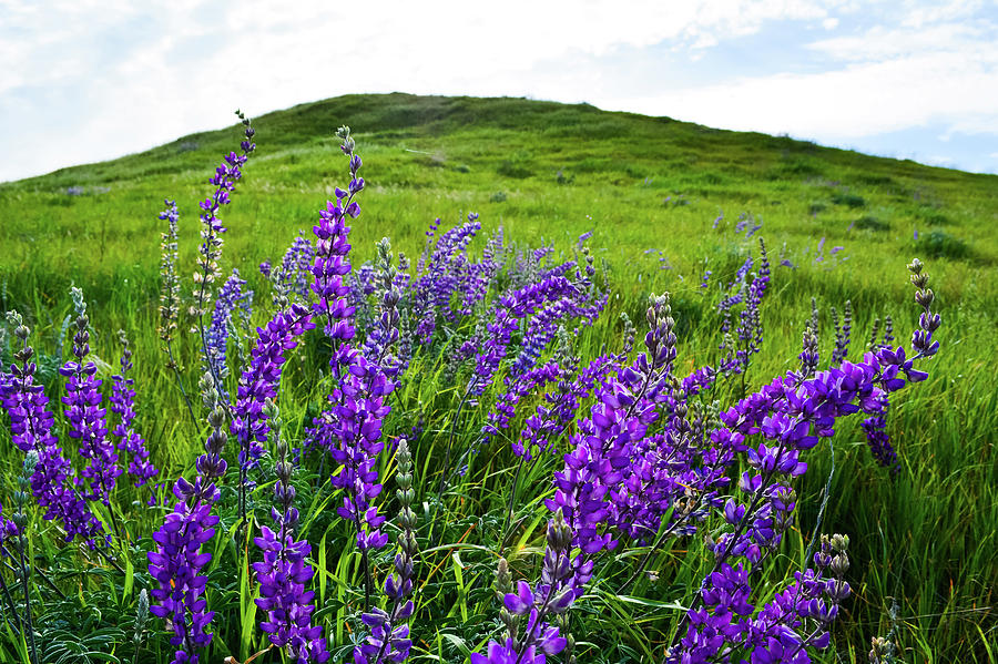 Santa Rosa Plateau Wildflowers Photograph by Kyle Hanson