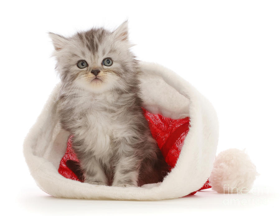 Santa tabby kit Photograph by Warren Photographic - Fine Art America