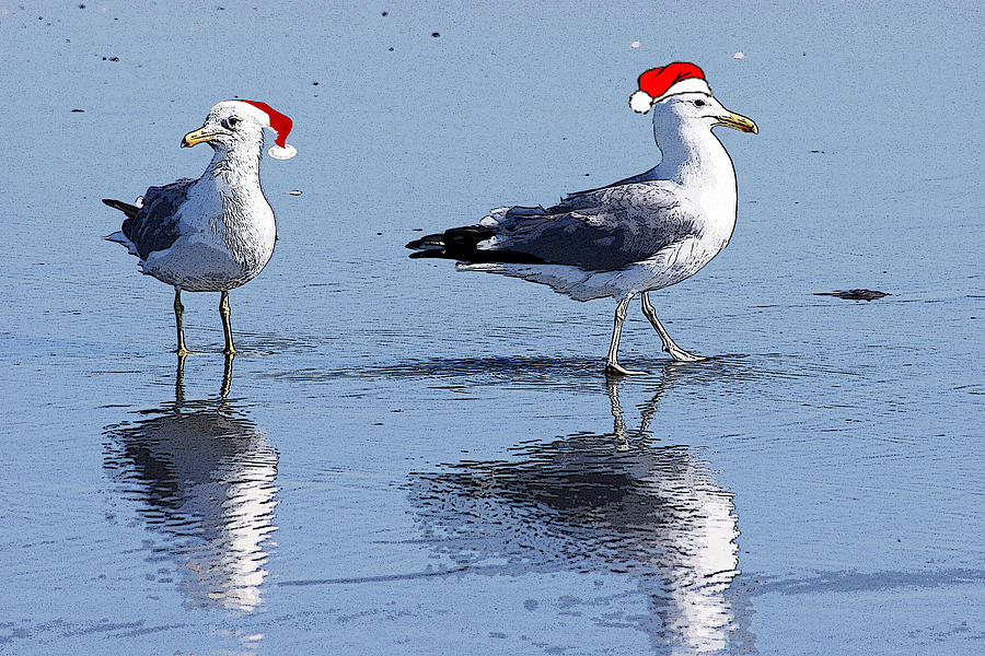 Santas Seagulls Photograph by Bruce Richardson