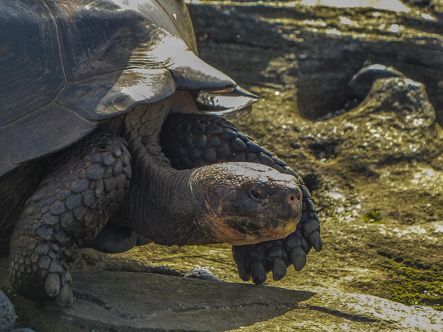 Santiago Tortoise Photograph by Harry Strharsky