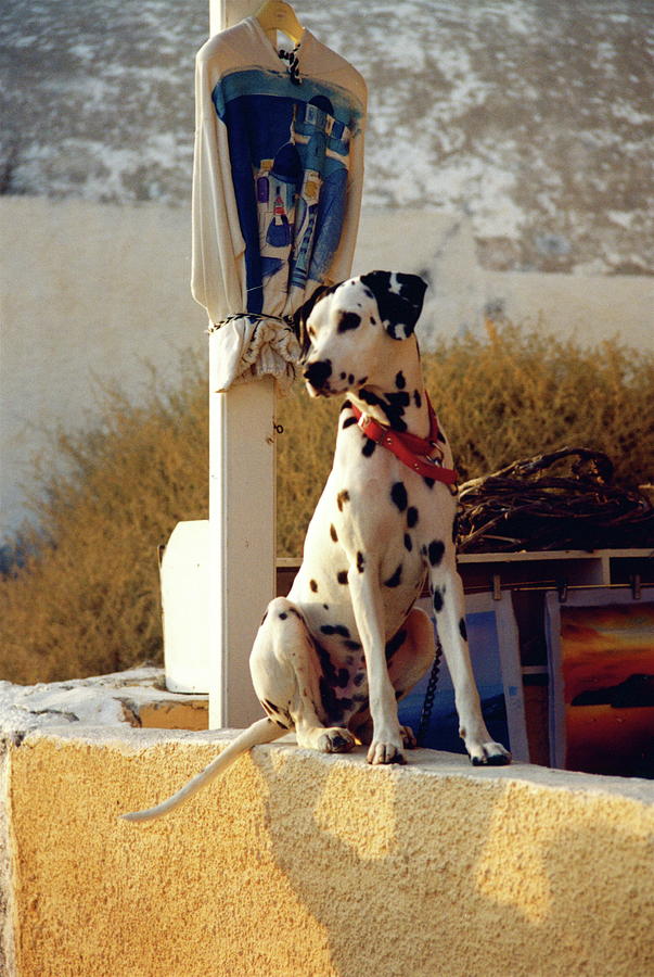 Dalmatian Photograph - Santorini dalmatian by Melinda Seyler