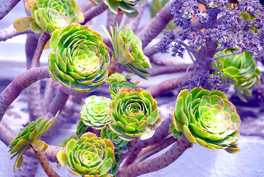 Santorini Succulents Photograph by Antonia Citrino