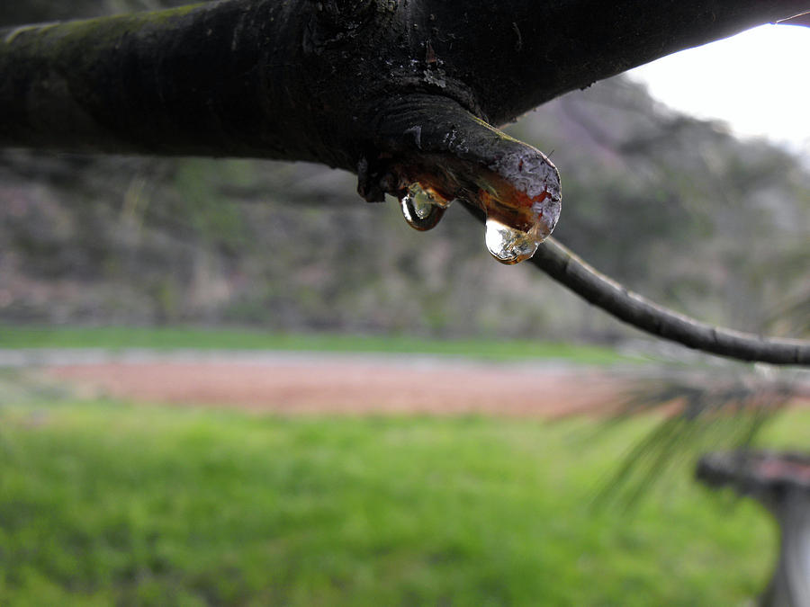 Tree Photograph - Sap Before Field by Laura Wright
