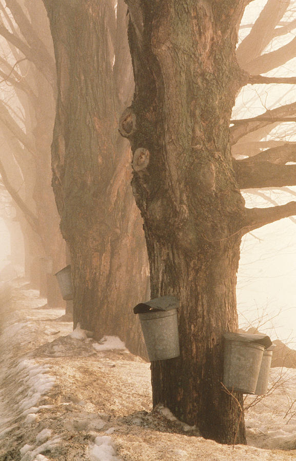 Sap Buckets. Underhill, Vermont Photograph by George Robinson