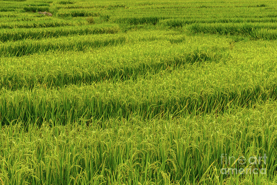 Sapa Ricefields 1 Photograph by Werner Padarin