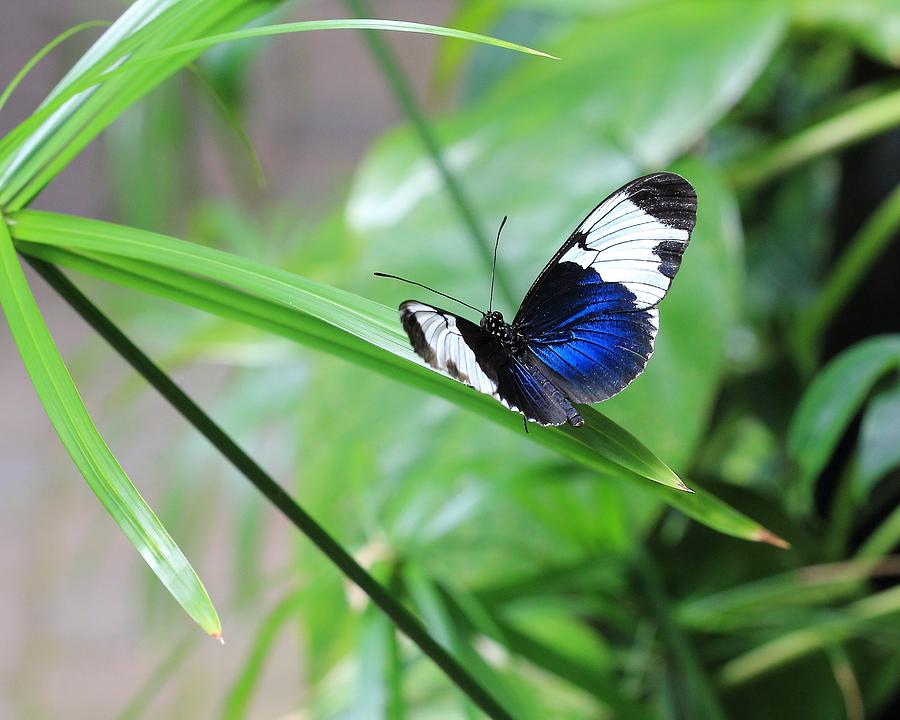 Sapho Longwing Butterfly Photograph by Angela Murdock