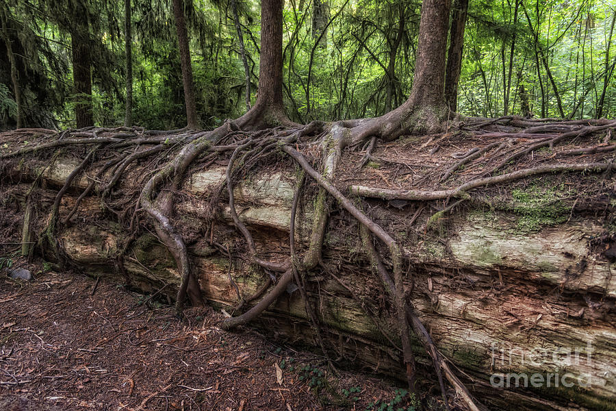 Saplings Growing On Log by Al Andersen Saplings Growing On Log by Al Andersen