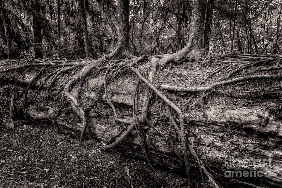 Saplings Growing On Log Toned by Al Andersen Saplings Growing On Log Toned by Al Andersen