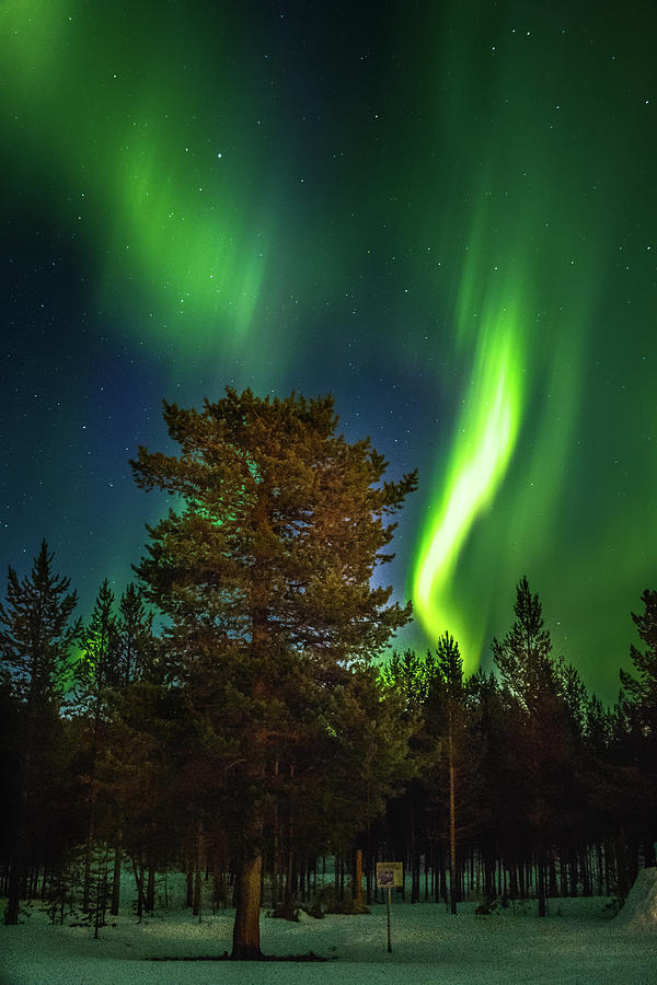 Sapmi Park Tree Under the Northern Lights Karasjok Norway Photograph by Adam Rainoff