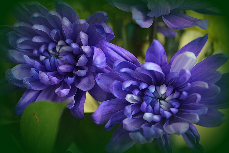 Up Movie Photograph - Sapphire Blue Chrysanthemums by Dora Sofia Caputo