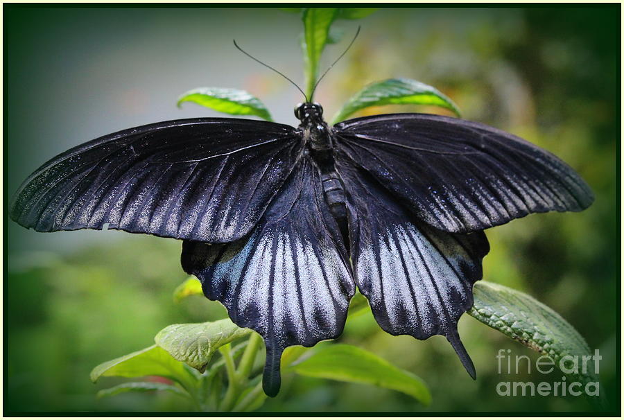 Sapphire Blue Swallowtail Butterfly Photograph by Dora Sofia Caputo