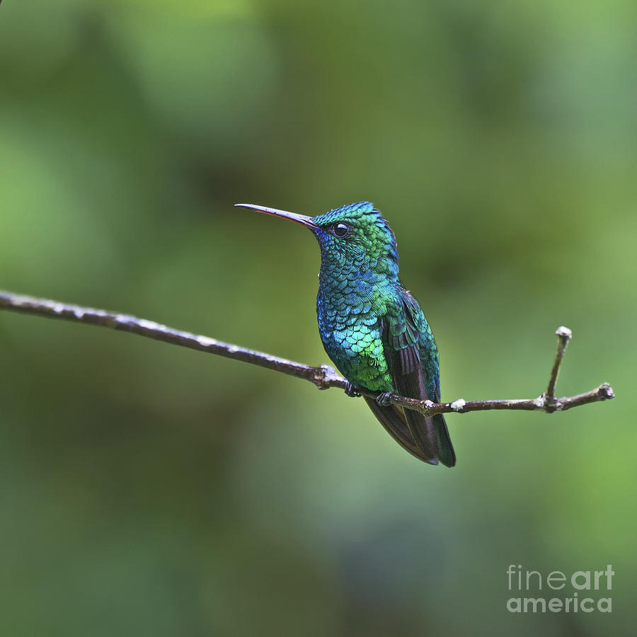 Hummingbird Photograph - Sapphire Gem.. by Nina Stavlund