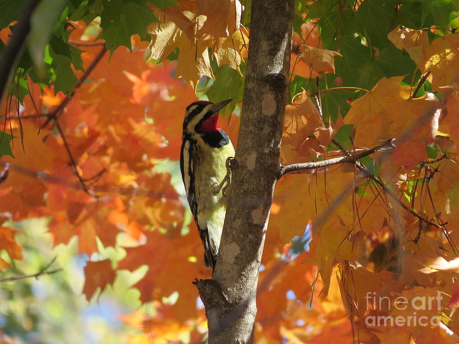 Fall Photograph - Sapsucker in Autumn by Charles Green